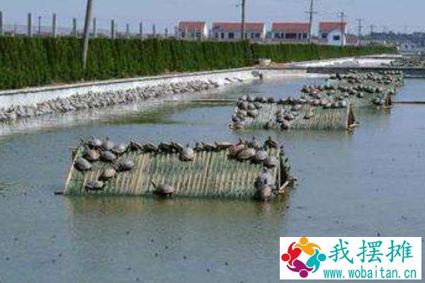 甲鱼养殖场建设