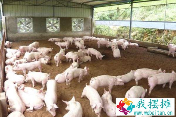 发酵床养猪成本