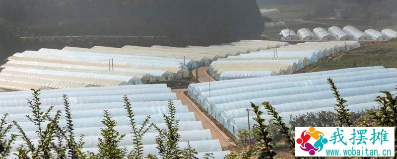 养鸡场大棚投资多少钱