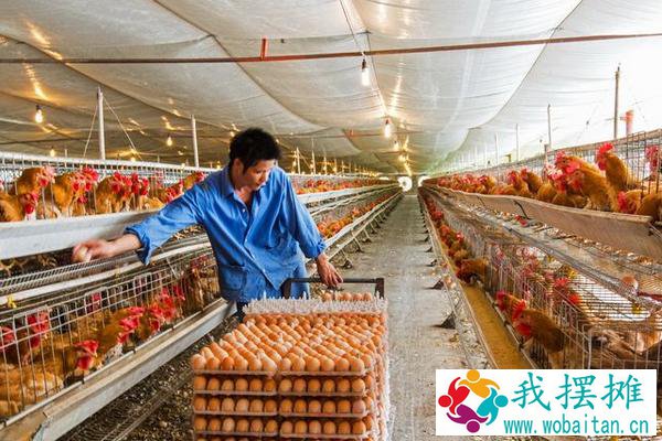 温氏养鸡1万只利润多少