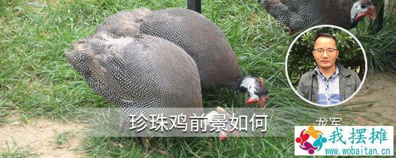 珍珠鸡前景如何