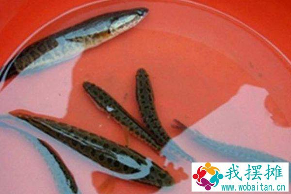 黑鱼养殖密度