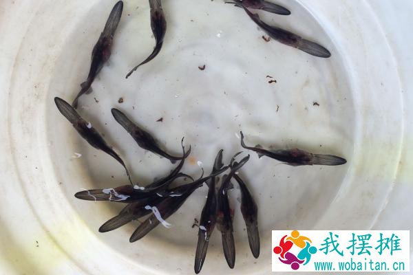 鸭嘴鱼苗哪里有卖