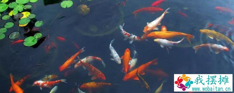 锦鲤养殖条件