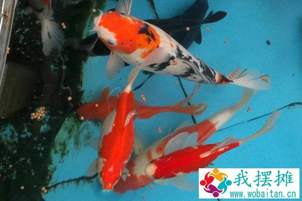 锦鲤养殖条件