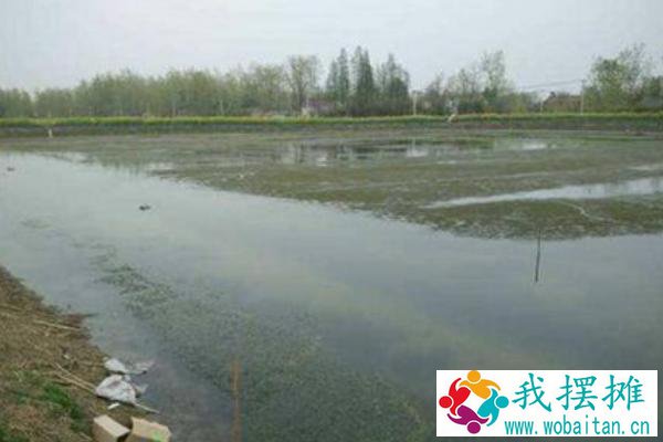 养甲鱼的水怎么变红了