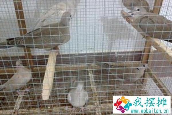 斑鸠养殖利润大吗 斑鸠养殖市场前景分析