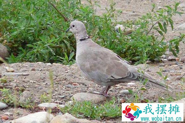 斑鸠养殖利润大吗 斑鸠养殖市场前景分析