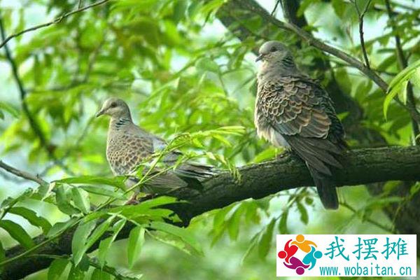 斑鸠养殖利润大吗 斑鸠养殖市场前景分析