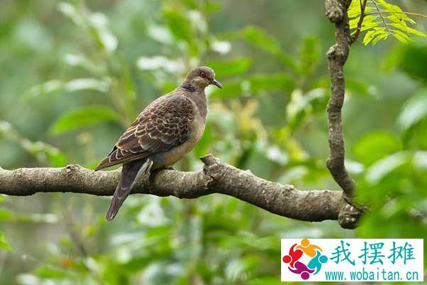 斑鸠养殖利润大吗 斑鸠养殖市场前景分析