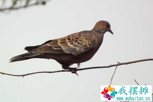 斑鸠养殖利润大吗 斑鸠养殖市场前景分析