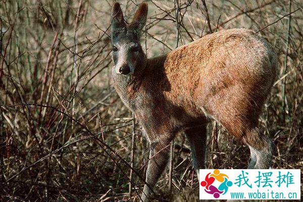 林麝养殖前景如何 林麝养殖需要投资多少钱
