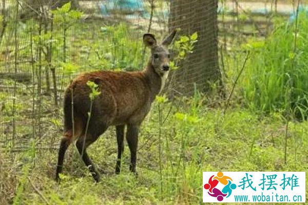 林麝养殖前景如何 林麝养殖需要投资多少钱