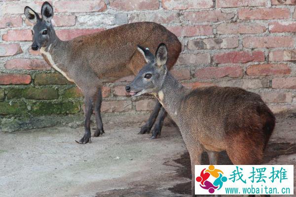 林麝养殖前景如何 林麝养殖需要投资多少钱