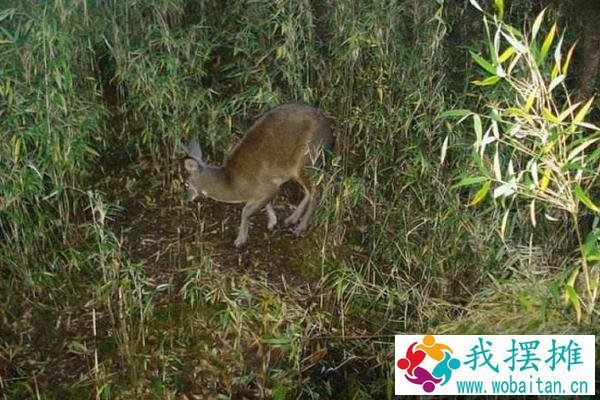 林麝养殖前景如何 林麝养殖需要投资多少钱
