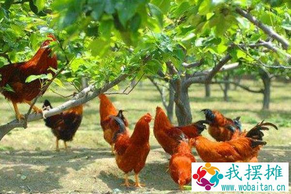 果园里养殖什么好 果园里养殖需要搭棚吗