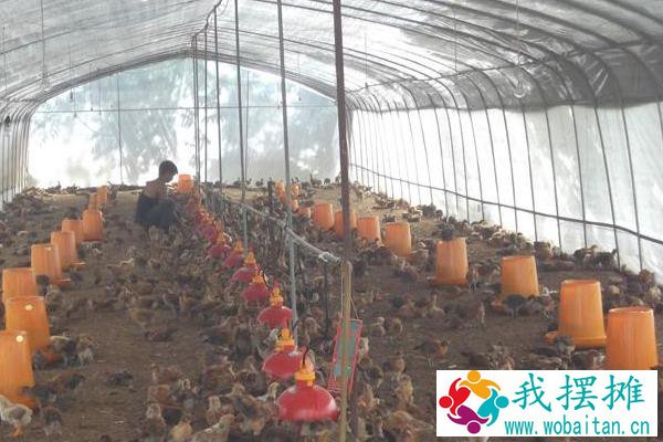大棚养殖什么最赚钱 大棚养殖什么利润高