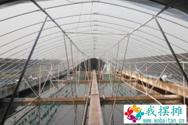 大棚养殖什么最赚钱 大棚养殖什么利润高