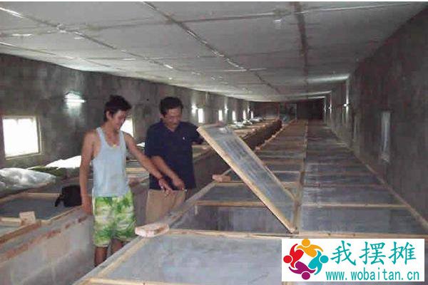 大棚养殖什么最赚钱 大棚养殖什么利润高