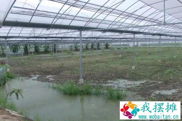 大棚养殖什么最赚钱 大棚养殖什么利润高