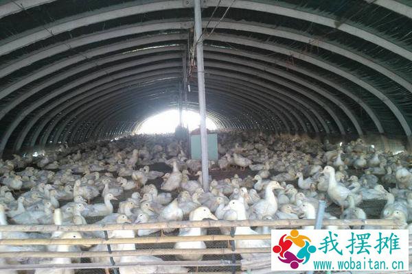 大棚养殖什么最赚钱 大棚养殖什么利润高