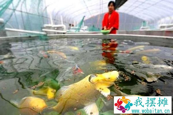 大棚养殖什么最赚钱 大棚养殖什么利润高