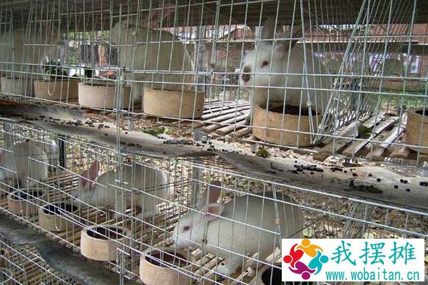大棚养殖什么最赚钱 大棚养殖什么利润高