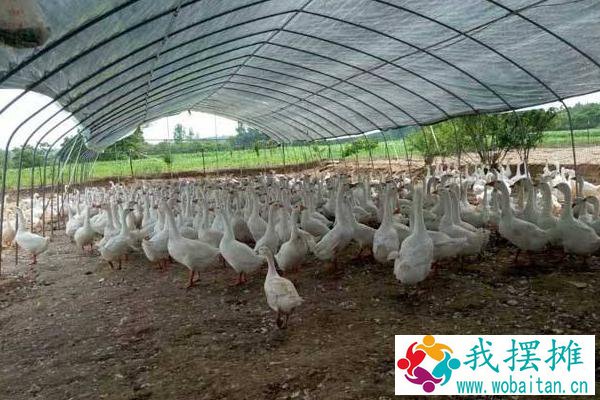 大棚养殖什么最赚钱 大棚养殖什么利润高