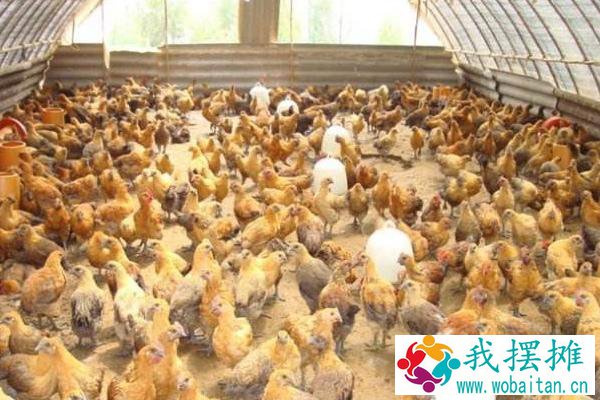 大棚养殖什么最赚钱 大棚养殖什么利润高