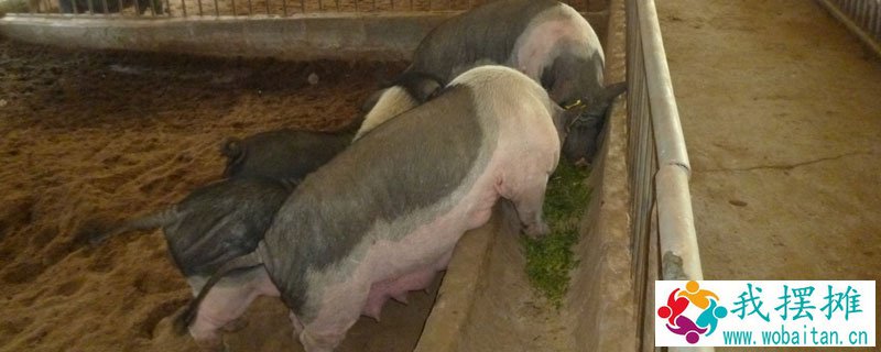 母猪养殖10头利润