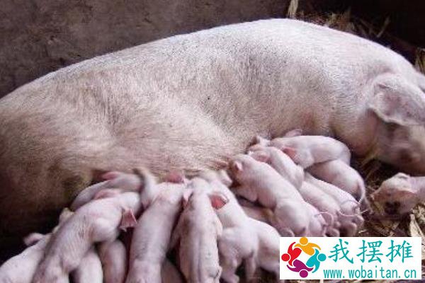 母猪养殖10头利润