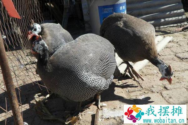 珍珠鸡前景如何