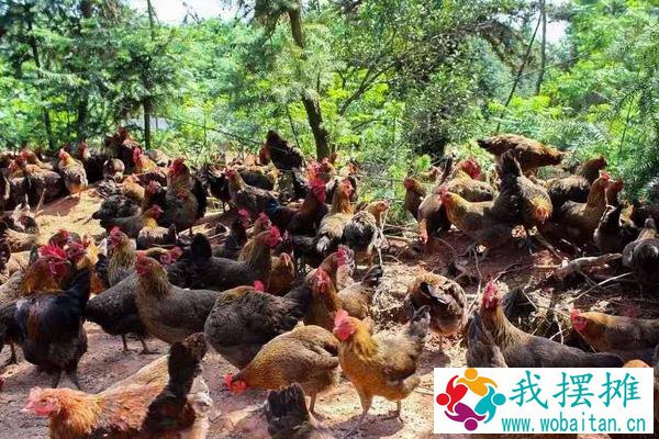 麻鸡养殖利润