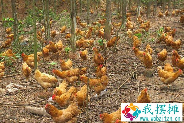 胡须鸡养殖挣钱吗