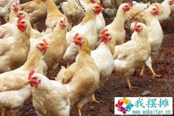 胡须鸡养殖挣钱吗