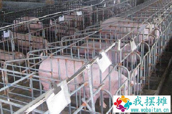 养猪50头有多少利润