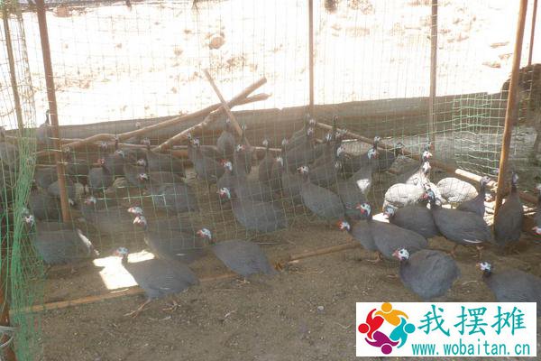 珍珠鸡养殖利润