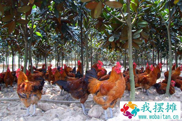 养鸡成本利润计算