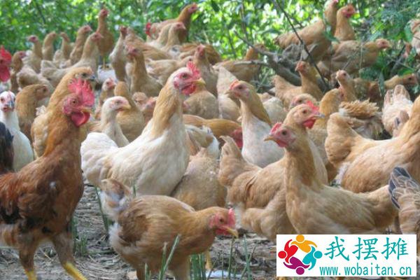 养鸡成本利润计算