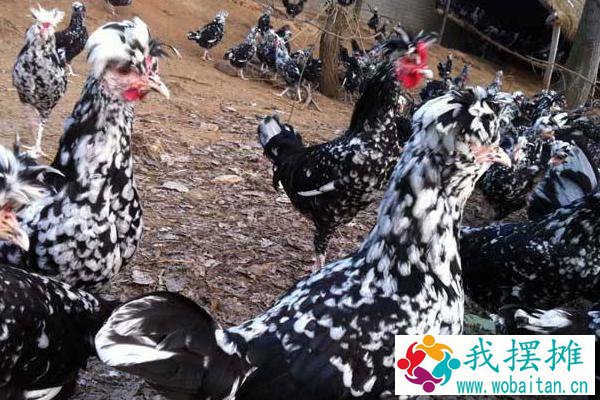 贵妃鸡养殖成本及利润