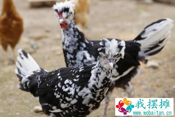 贵妃鸡养殖成本及利润