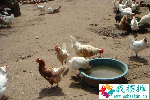 散养鸡能赚钱吗