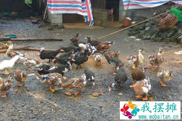 麻鸭养殖成本及利润
