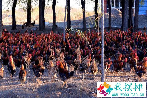 山上养鸡要多少成本