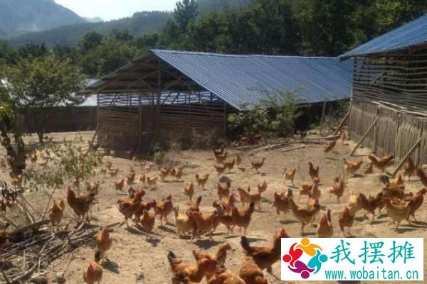 山上养鸡要多少成本