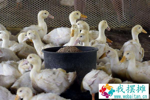 养鸭成本核算
