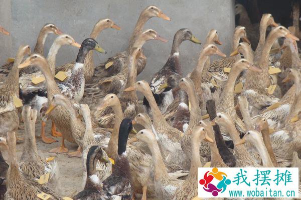 养鸭成本核算