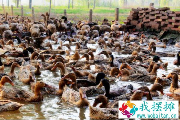 养鸭成本核算