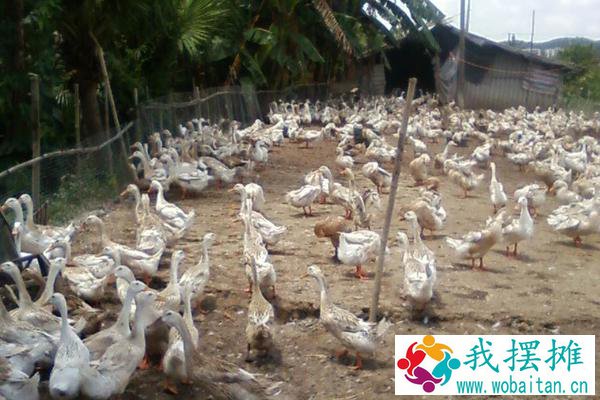 养鸭子下蛋利润