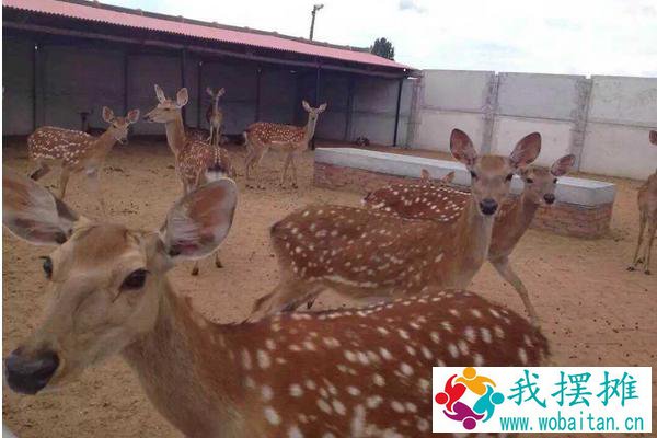养鹿的前景如何